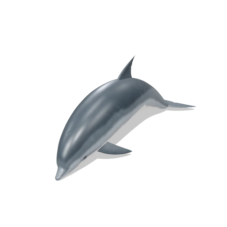 Bottlenose Dolphin 3D model