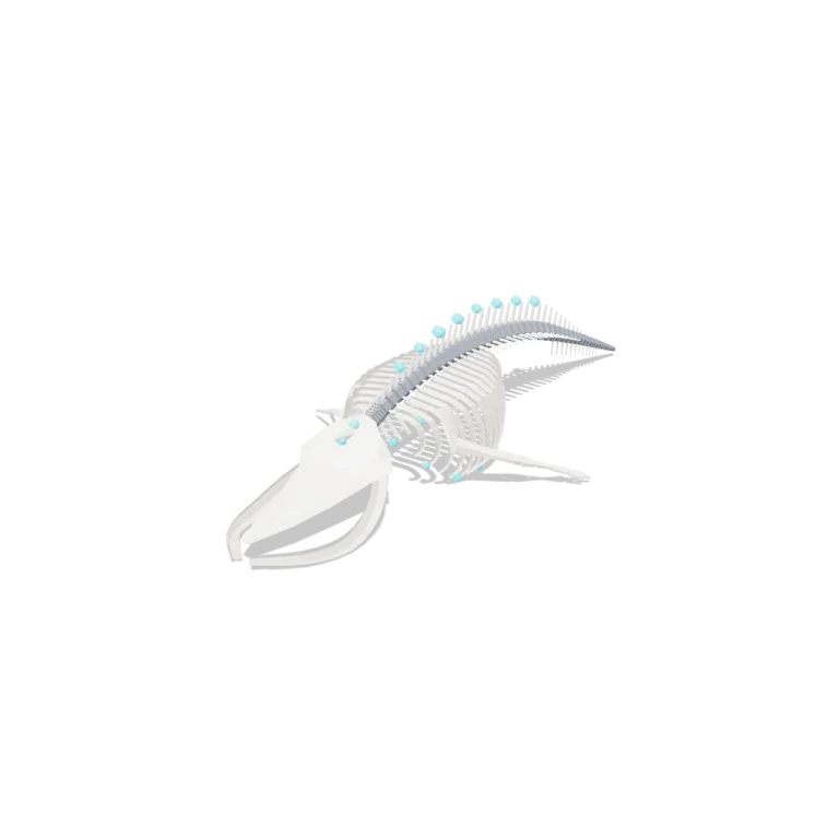 Whale skeleton — free 3D model