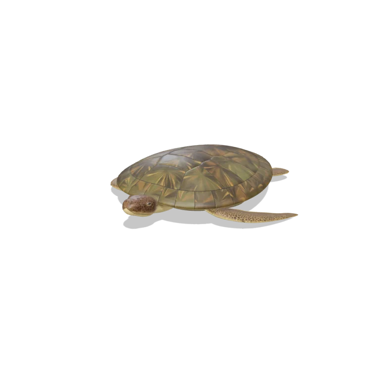 Green Sea Turtle — free 3D model