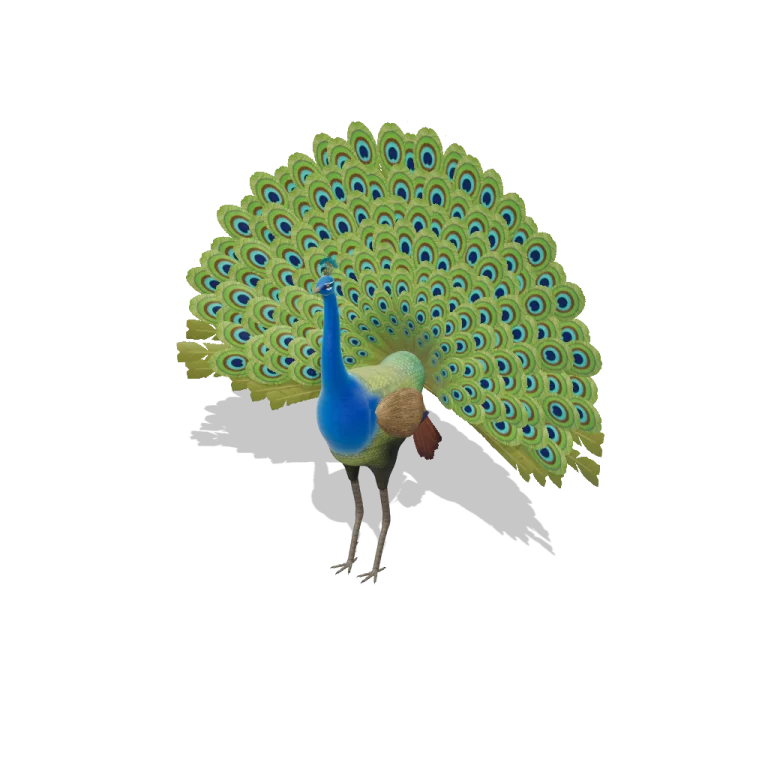 Indian Peacock — free 3D model
